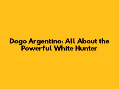 Dogo Argentino: All About the Powerful White Hunter