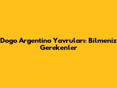 Dogo Argentino Yavruları: Bilmeniz Gerekenler