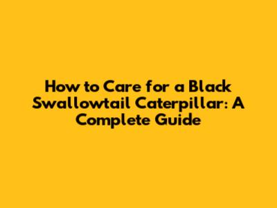 How to Care for a Black Swallowtail Caterpillar: A Complete Guide