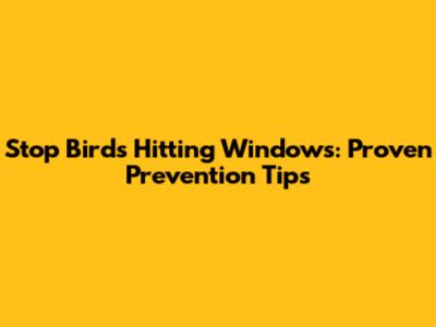 Stop Birds Hitting Windows: Proven Prevention Tips