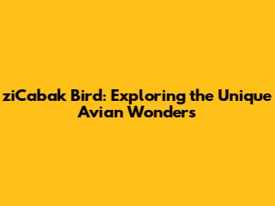ziCabak Bird: Exploring the Unique Avian Wonders